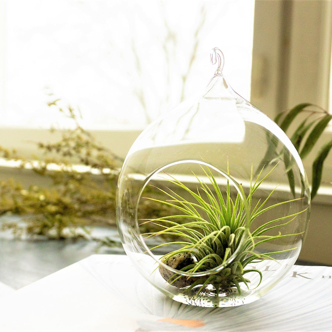 air plant in glass ball Glass ball for air plants and arrangements (various) – Kaarnavilla