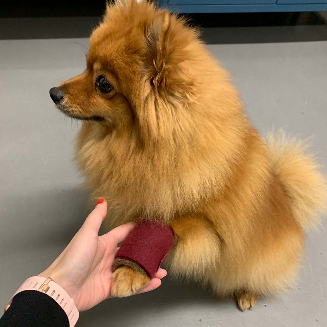 PAWilla grooming wool for dogs, 100% wool