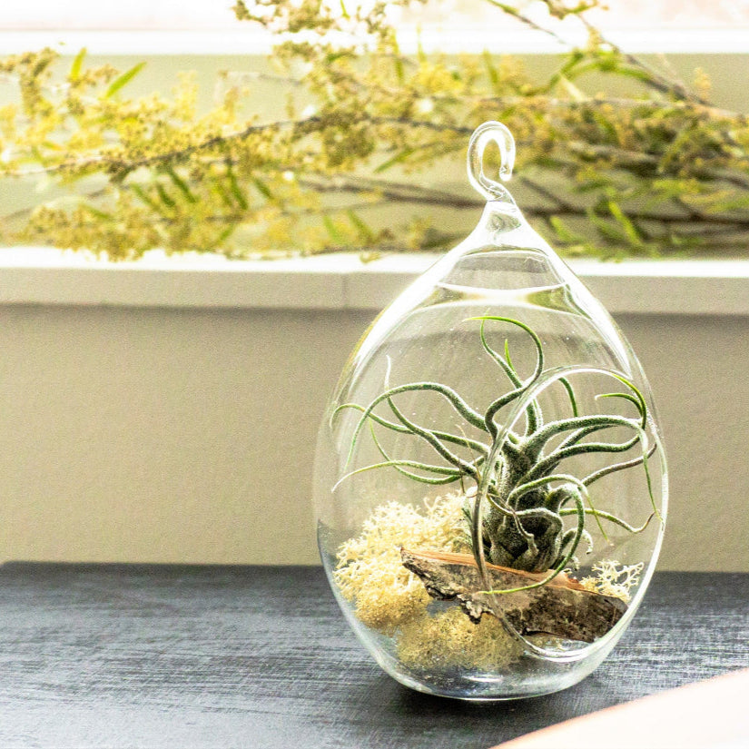 air plants glass orbs Glass ball for air plants and arrangements (various) – Kaarnavilla