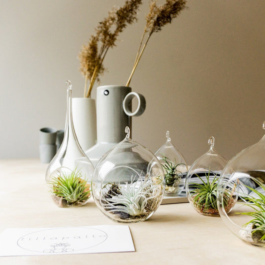 Tillapallon eri lasipallot ilmakasveille
